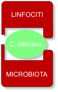 Ruolo dei linfociti e del microbiota nel contenimento di Candida albicans